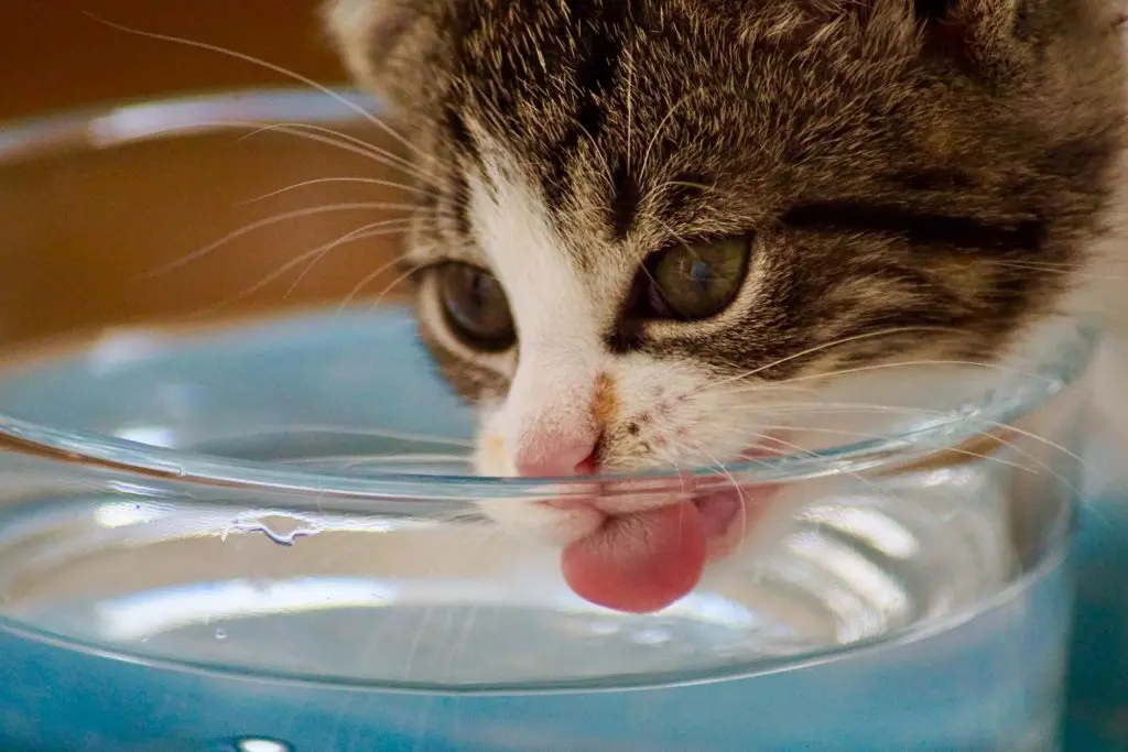 4 sätt att få din katt att dricka mer vatten • Kattoteket